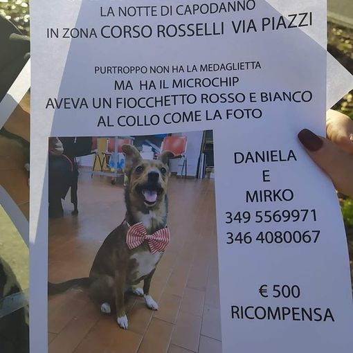Un intero quartiere mobilitato per cercare Shelby, la cagnolina scappata per paura dei botti