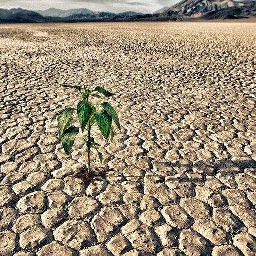 Siccità, troppa acqua per riso e mais. Radicali Italiani: &quot;In Piemonte servono tecniche nuove per irrigare&quot;
