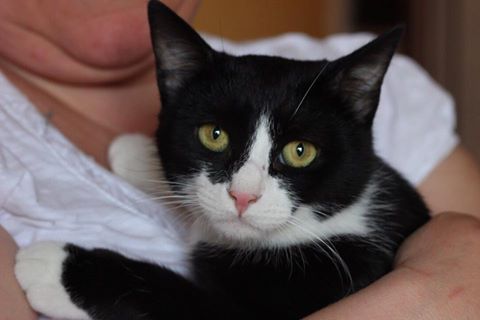 Sonic, un gatto speciale per persone speciali