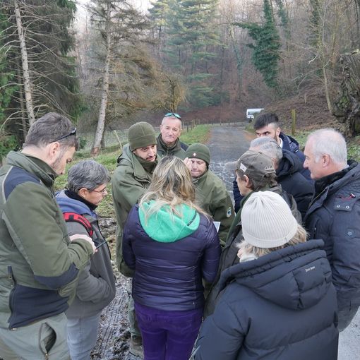 Vitellino sbranato nei boschi sopra corso Casale, accertamenti da parte della Città Metropolitana