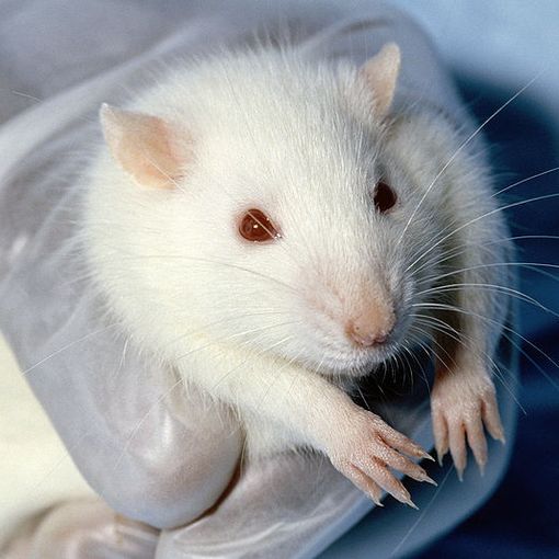 Una Pdl contro la sperimentazione su animali