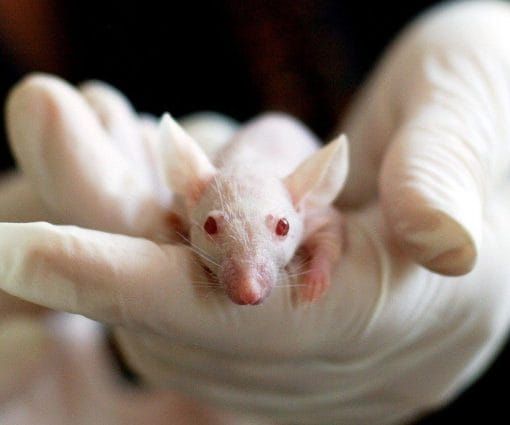 Le associazioni ambientaliste attaccano: &quot;No alla sperimentazione sugli animali&quot;