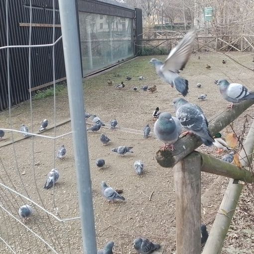 Stagno di piazza d'Armi