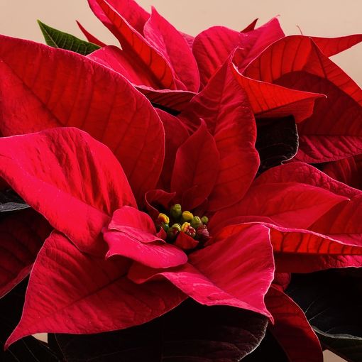 Stella di Natale: i consigli per curarla al meglio