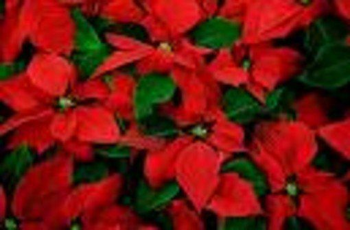 La poesia di Natale in dialetto piemontese: 'puesia ed Natal '