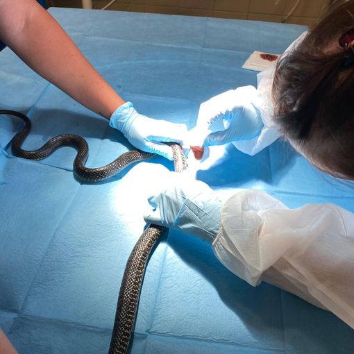 Caselette, recuperato all'interno di un'abitazione un grosso biacco ferito da un predatore [FOTO]
