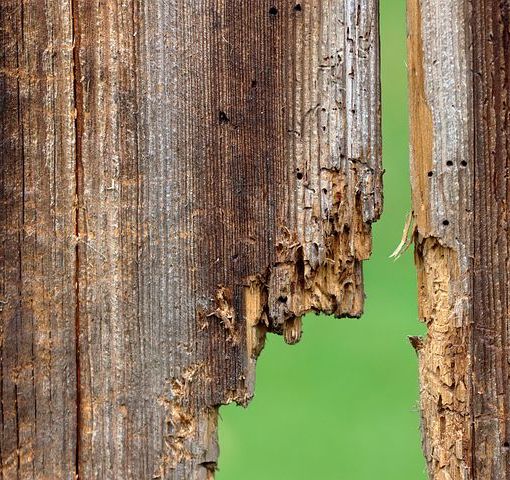 Tarli del legno: come evitare danni e preservare la tua casa