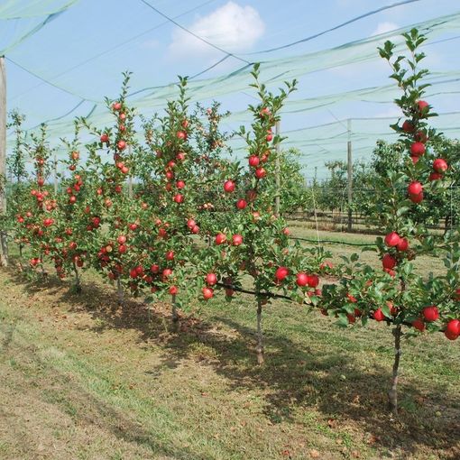 Piante di melo Tessa®, campo di sperimentazione varietale della Fondazione Agrion, Manta (fonte Agrion)