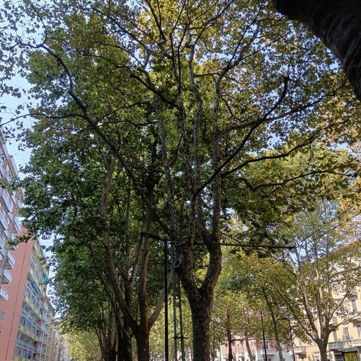piante malate per gli insetti