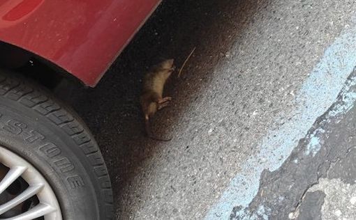 Invasione di topi in San Donato e piazza Statuto: si moltiplicano gli avvistamenti, timore per i cani