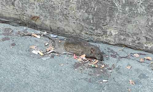 Il topo morto in via Milano