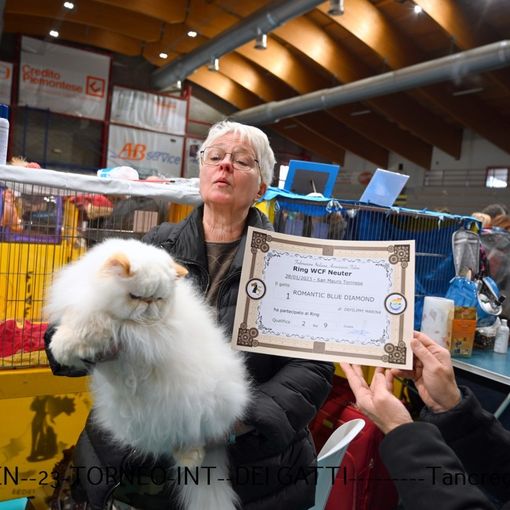 concorso di bellezza per i gatti