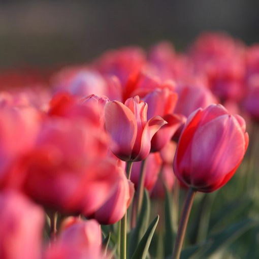 A Pianezza oltre 100 mila tulipani
