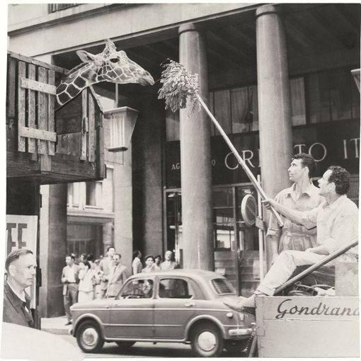 giraffa in via roma