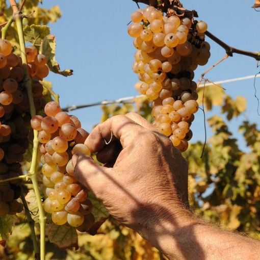 Caluso: tutto pronto per la nuova edizione della Festa dell'uva Erbaluce