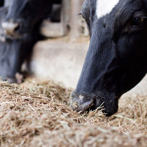 Coldiretti: &quot;Valorizzare zootecnia Made in Piemonte contro l'estinzione delle razze storiche”