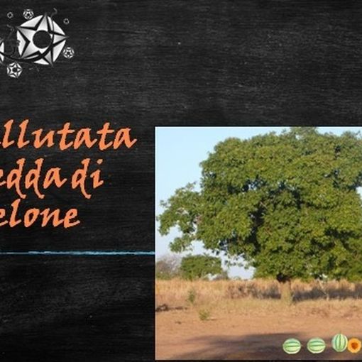 Felici e Veloci, la nuova ricetta autograFATA di Fata Zucchina: vellutata di melone