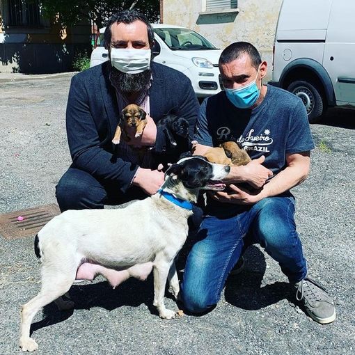 Nichelino, la cagnolina 'irraggiungibile' si è fatta prendere. Dopo aver dato alla luce quattro cuccioli