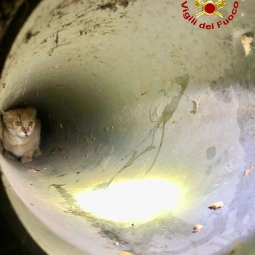 Vigili del fuoco recuperano gatto in un tombino