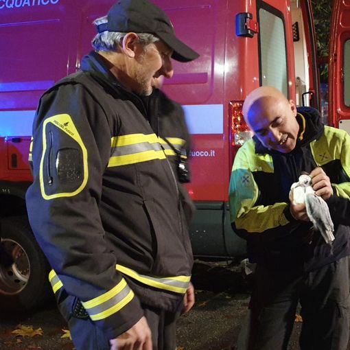 Venaria, i pompieri salvano un gabbiano finito nelle acque del Ceronda