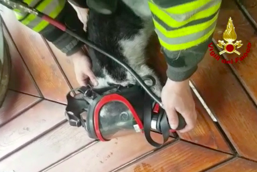 Bloccati in un incendio, i gattini salvati con la maschera d'aria dai vigili del fuoco
