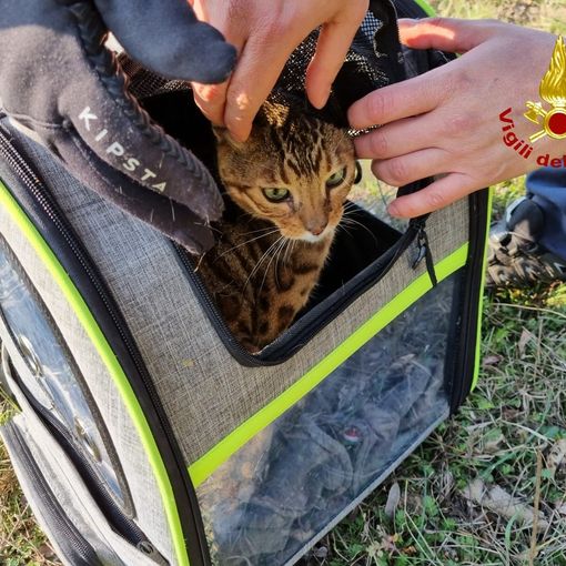 gatto salvato
