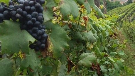 Tav, Frediani (M5S): &quot;Vendemmia ostacolata dalle ordinanze della Prefettura&quot;