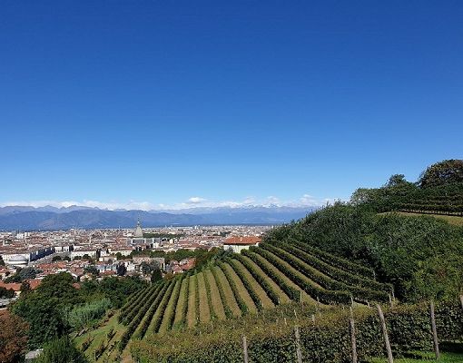 Direzioni regionale Musei lancio il bando per la concessione dell’antica vigna di Villa della Regina