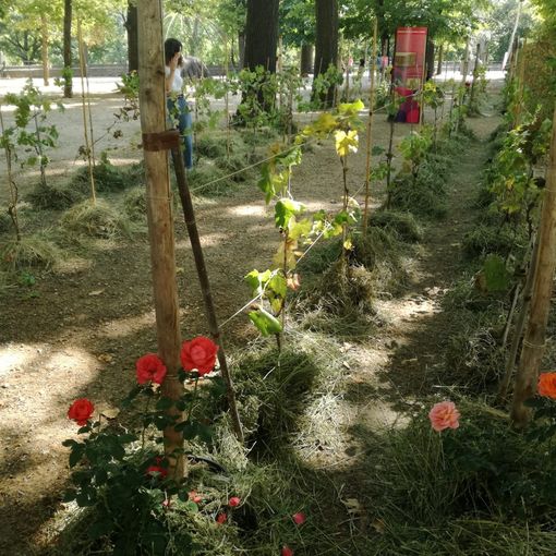 C'è una vigna ai giardini Reali, per questa vendemmia Torino gioca in casa (e punta a de-prosecchizzarsi)