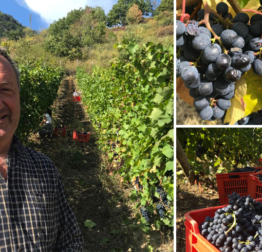 Viaggio nei vigneti eroici della zona rossa: “Da anni resistiamo a fianco del cantiere Tav [VIDEO]