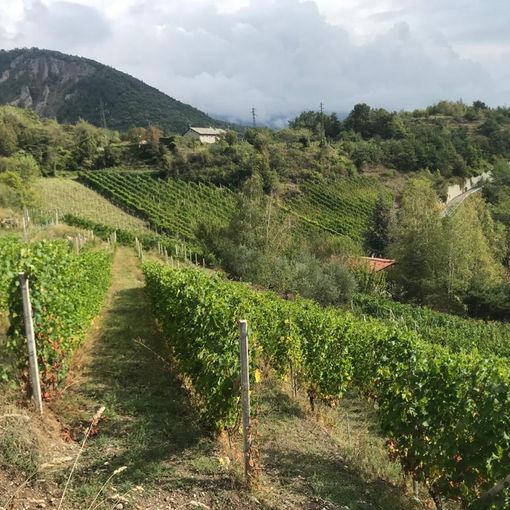 vigneti eroici valsusa - foto d'archivio