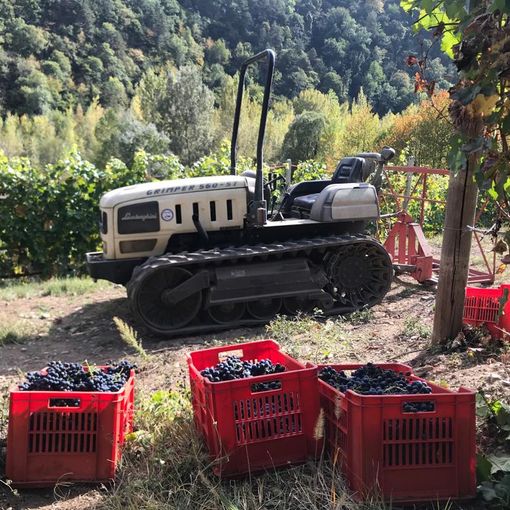 Coronavirus, le proposte di CIA Agricoltori Italiani del Piemonte per il comparto vinicolo