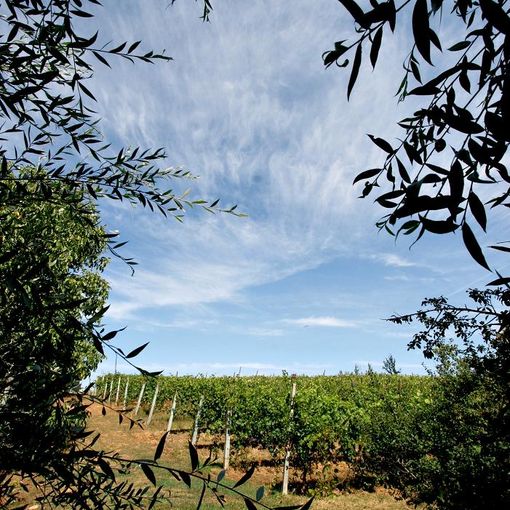Grugliasco, due giorni dedicati a &quot;Fantastic&quot;: il progetto che porta la tecnologia dei satelliti tra le vigne