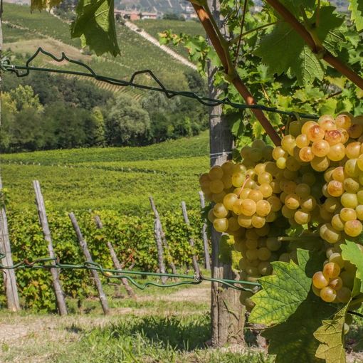 La Regione tende la mano alle aziende vinicole del Piemonte: un bando da 3 milioni a sostegno delle aziende