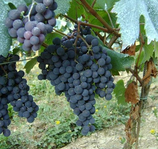 Promuovere i vini piemontesi nei paesi Extra UE: la Regione stanzia 7,5 milioni di euro per le aziende vitivinicole