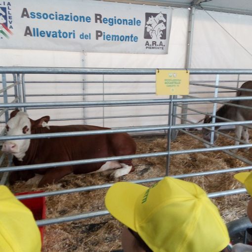 Coronavirus, Coldiretti Piemonte alza la voce: &quot;Basta fake news sulle nostre stalle”