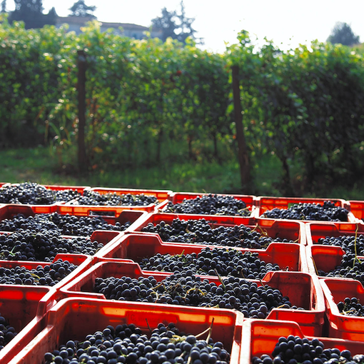 Regalatevi un week-end di ottimo vino e paesaggi affascinanti: al via “I nidi di Vinchio Vaglio Serra”