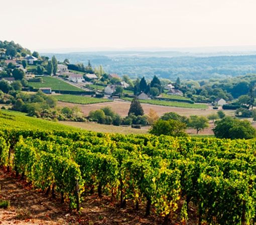 Alla scoperta del vino di Anjou, una perla nella Valle della Loira