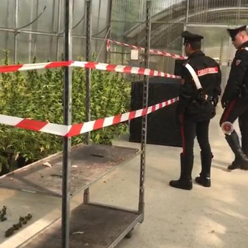 Coltivava marijuana biologica in mezzo alle piante: arrestato vivaista di Rivoli [VIDEO]