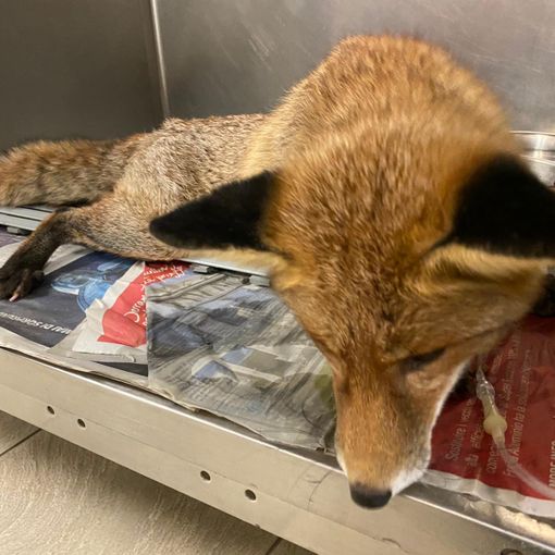Recuperata una volpe incastrata nella parete di una fabbrica dismessa a Sparone [FOTO]