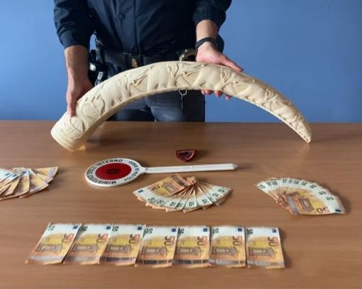 Nel magazzino della villa una zanna d'elefante, addosso banconote false: arrestato 32enne