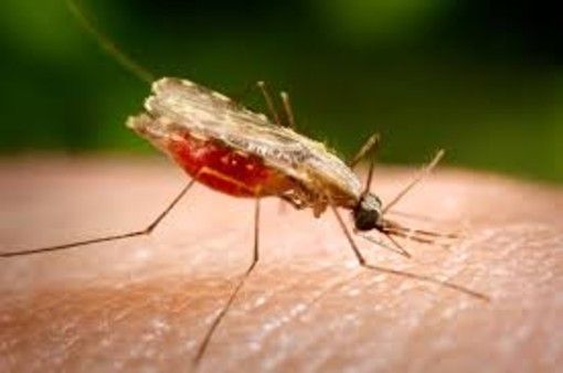 Infezione West Nile Virus da zanzare, in Piemonte 7 casi