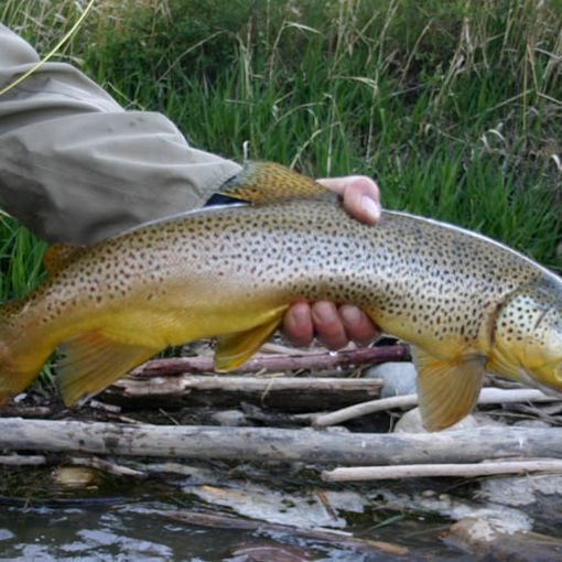 Fossano (Cn), gara di pesca alla trota per aiutare Arquata del Tronto, nelle Marche