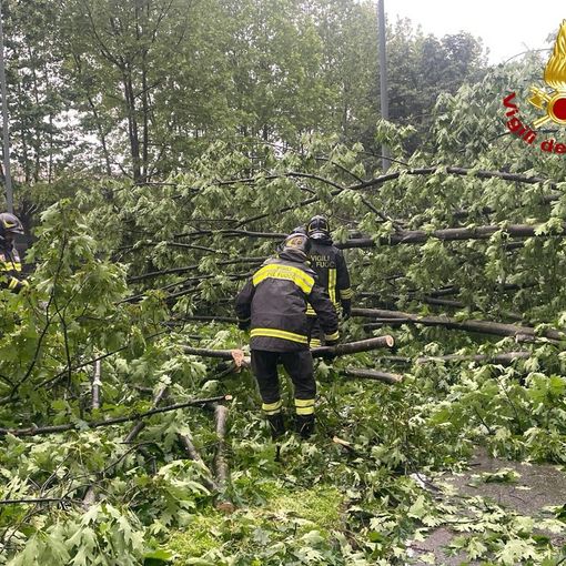 Albero crollato a Nichelino, strade smottate e incidenti a Moncalieri