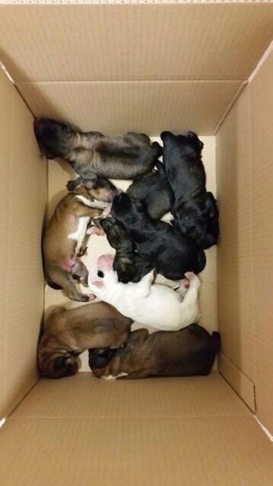 Ivrea: sono morti gli otto cuccioli di cane abbandonati sul greto di un torrente Ivrea: sono morti gli otto cuccioli di cane abbandonati sul greto di un torrente