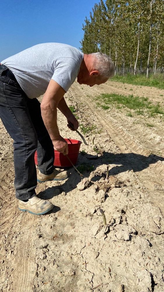 Buone prospettive per l'asparago di Santena Buone prospettive per l'asparago di Santena