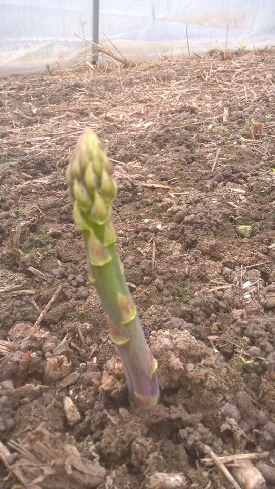 Santena rinvia al 2021 la sagra dell'Asparago:"Soldi dirottati sull'emergenza Coronavirus"