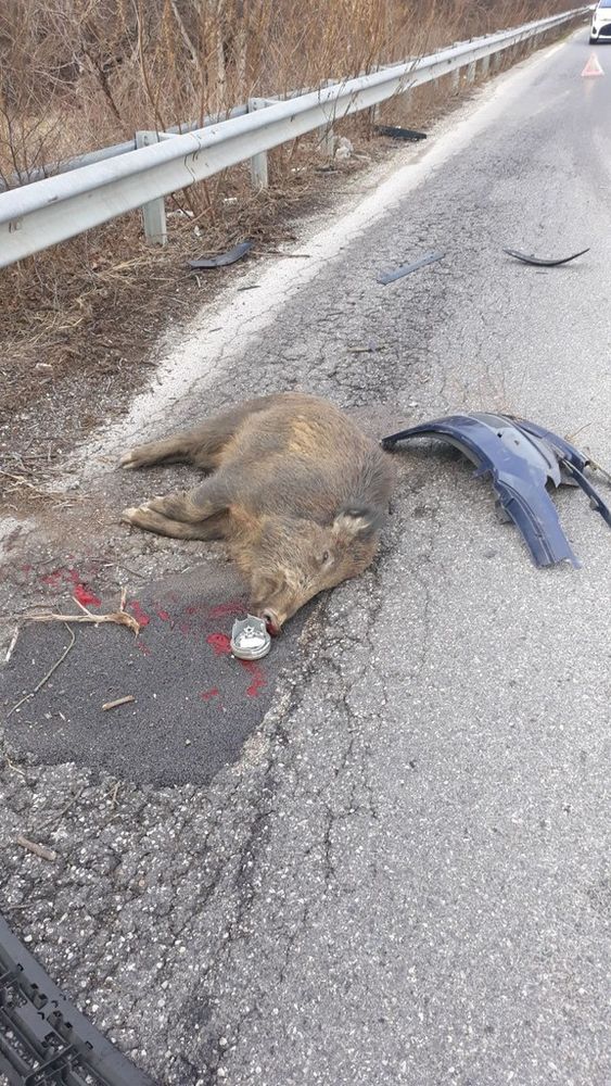 cinghiale morto - foto d'archivio cinghiale morto - foto d'archivio