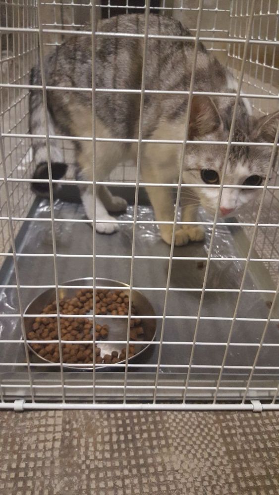 Ritrovata ieri notte una gattina di 6-8 mesi, si cercano i proprietari