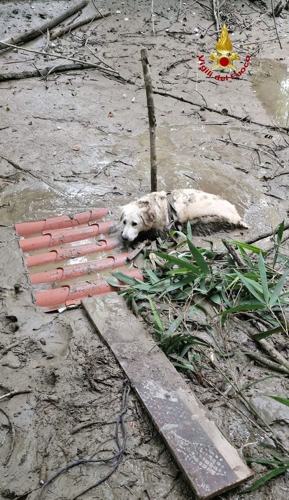 Cane bloccato nel fango Cane bloccato nel fango